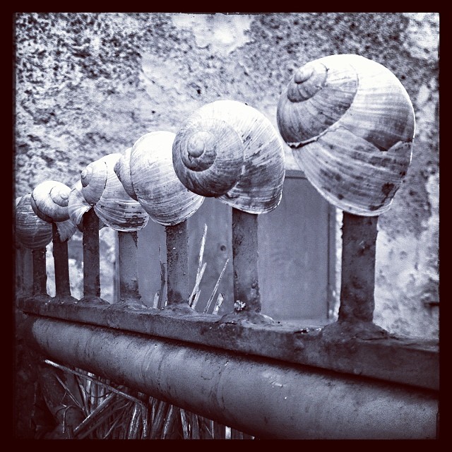 #garden #snailshell #shell #snail #only_grayscale #bw_love #bw_crew #mono #bnw_masterpiece #blacknwhite_perfection #instabwphoto #gi_bnw #mdbw #noiretblanc #bandw #bwbeauty #artphoto_bw #bwoftheday #minimal #lessismore #igminimal #monochrome #insta_pic_bw #bwsquare #details #bnw_society #blackandwhitephotography #bnw #blackandwhiteonly #bw